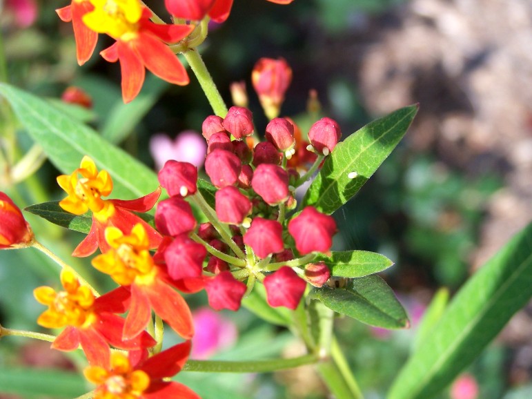 MONARCH EGGS ON TROPICAL MILKWEED FLOWERS