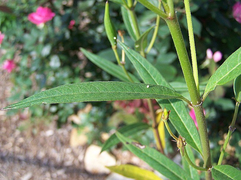 EGGS ON MILKWEED