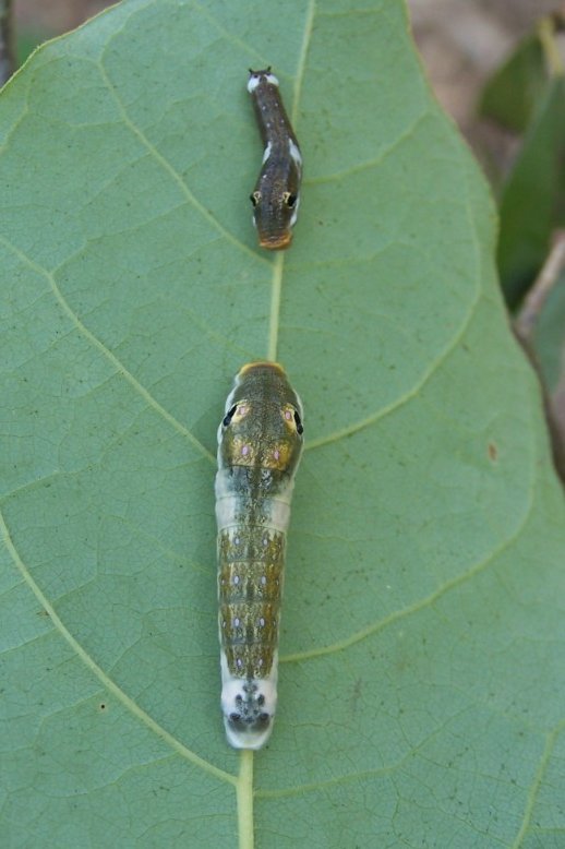 TWO SPICEBUSH SWALLOWTAIL CSTERPILLARS