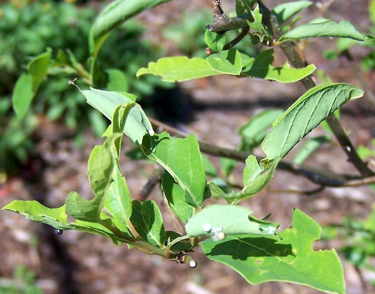 SPICEBUSH SWALLOWTAIL EGGS ON SPICEBUSH