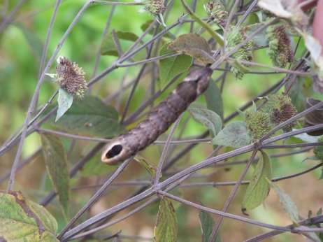 HORNWORM ON MOUNTAIN MINT