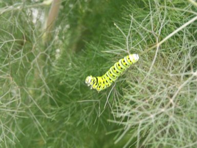 BLACK SWALLOWTAIL ON FENNEL