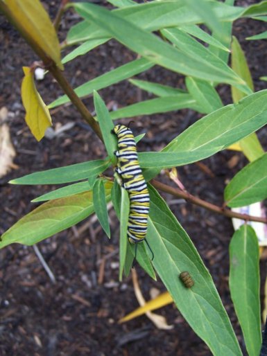 MONARCH CATERPILLAR ON MILKWEED