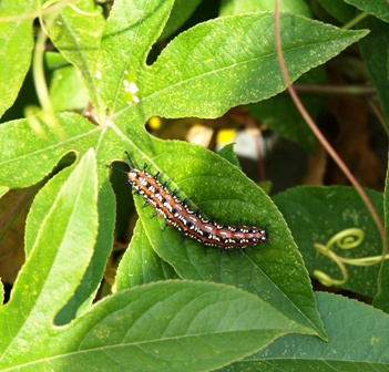 SPANGLED FRITT CATERPILLAR ON A PASSION VINE