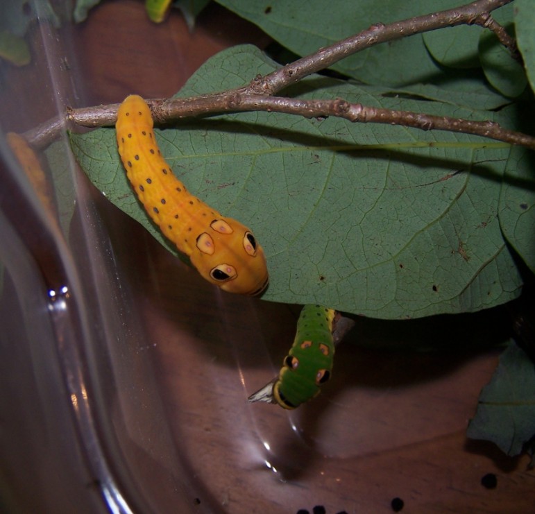 SPICEBUSH CATS ONE READY TO PUPATE