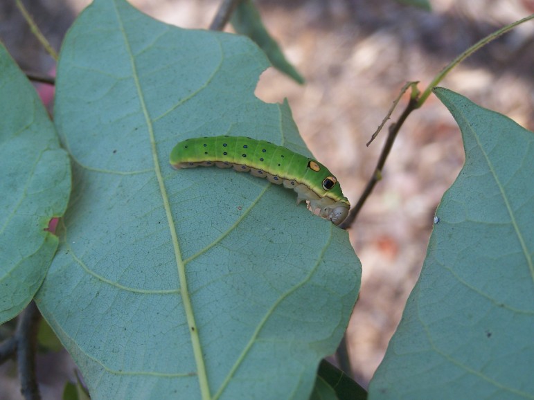 4TH INSTAR OF A SPICEBUSH SWALLOWTAIL CATERPILLAR