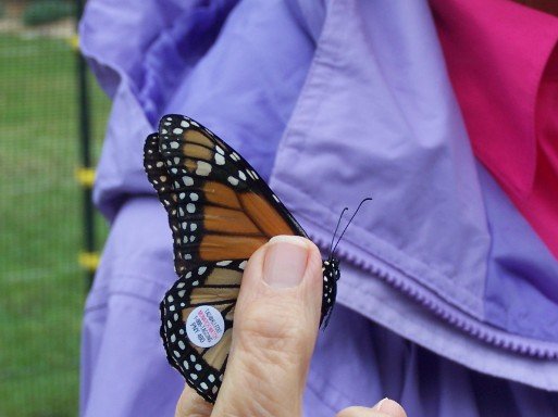 another close up of a tagged monarch