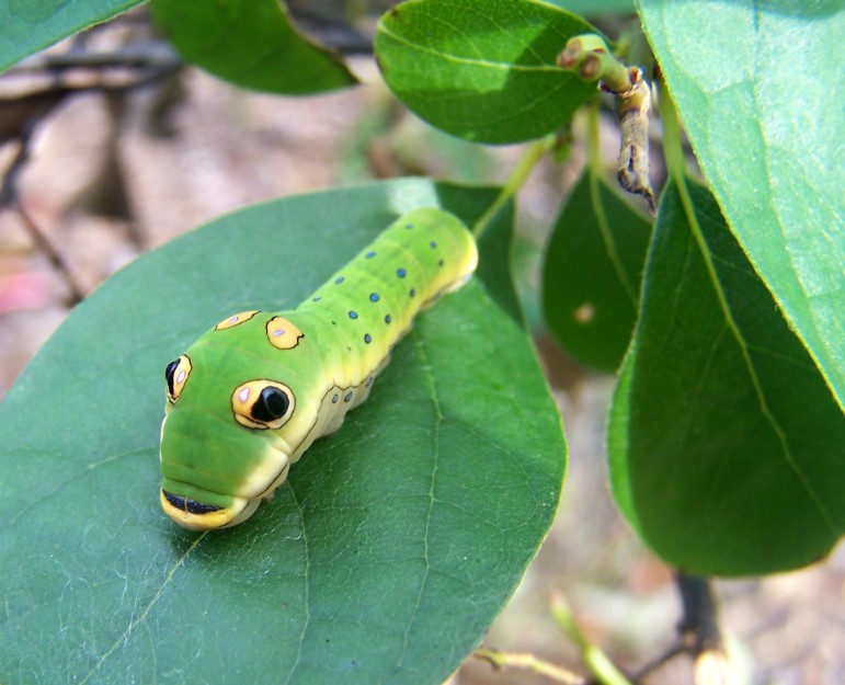 CLOSEUP OF 4TH INSTAR