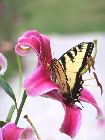 tiger swallowtail on a stargazer lily
