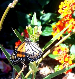 ADULT MONARCH LAYING EGGS ON MILKWEED